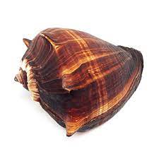 Natural Fiber Conch - Melongena Melongena - 5 - 6 inches - Philippines