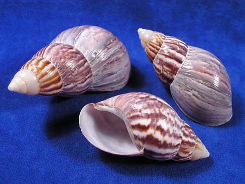 1 KG - Japanese Land Snail Shells - 2 inches