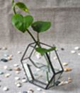 Hydroponics pots Glass Terrarium  15.5 x 4.5 x 14 cm