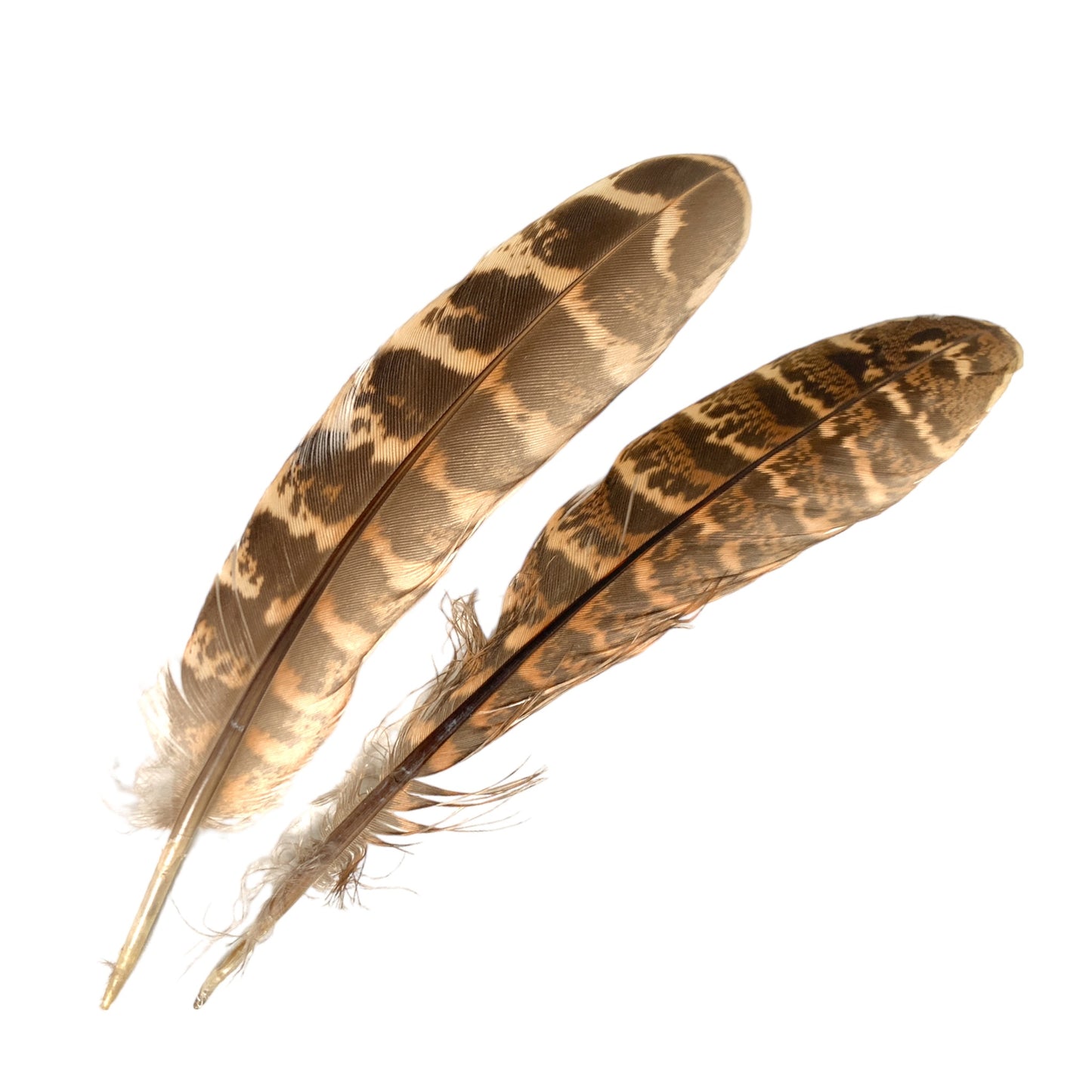 RINGNECK PHEASANT FEATHERS NATURAL 6 to 8 inch