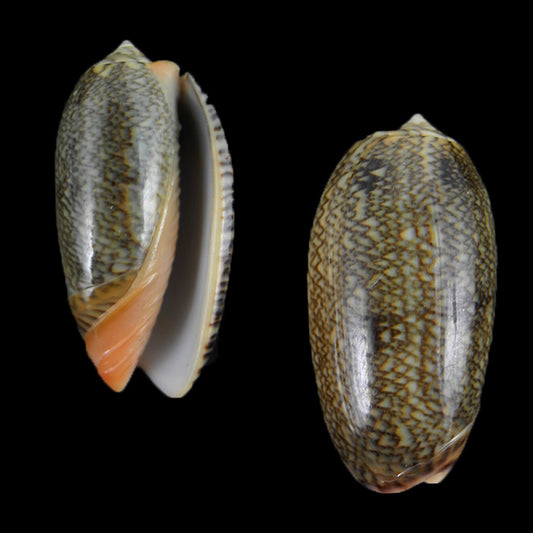 Oliva Reticulata