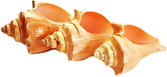 Orange Knobbled Vole Shells - 3 inches