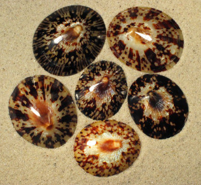 Oval Polished Limpet Shells CELLINA TESTUDINARIA - 2.5 inch + Philippines