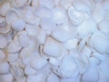 1 KG - White Cay Cay Shells - 0.5 - 1 inch - Philippines