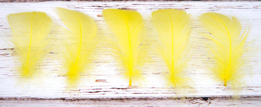 Goose Nagoire Coquille FEATHERS 3 to 4 inch - Yellow