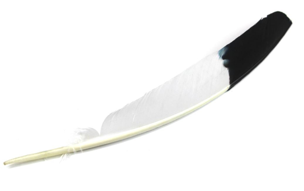 WILD TURKEY Quill FEATHERS White with Black Tip 11.75 inch +  30cm