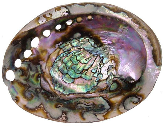 Green Abalone 7 inch + Old Growth - Haliotis Fulgens - Mexico