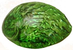 Corrugata Abalone Dyed Green/Blue - 5 inches