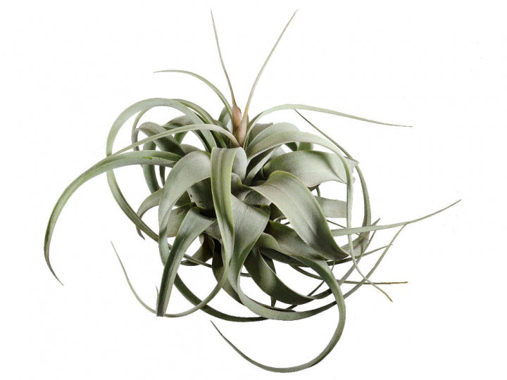 Xerographica Tillandsia air plant 8 inch Large
