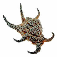 Chiragra Spider Conch - Lambis Chiragra - 6 - 7 inches - Philippines