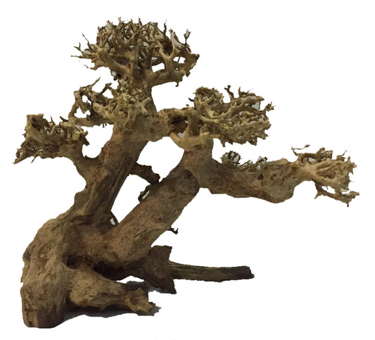 BONSAI DRIFTWOOD 15x20x12 cm - ARTOCARPUS  HETEROPHYLLUS