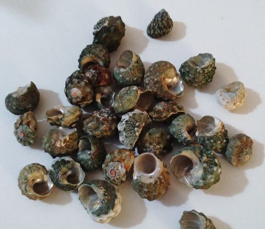 1 KG - Small Green Snail  Shells - .25 inch