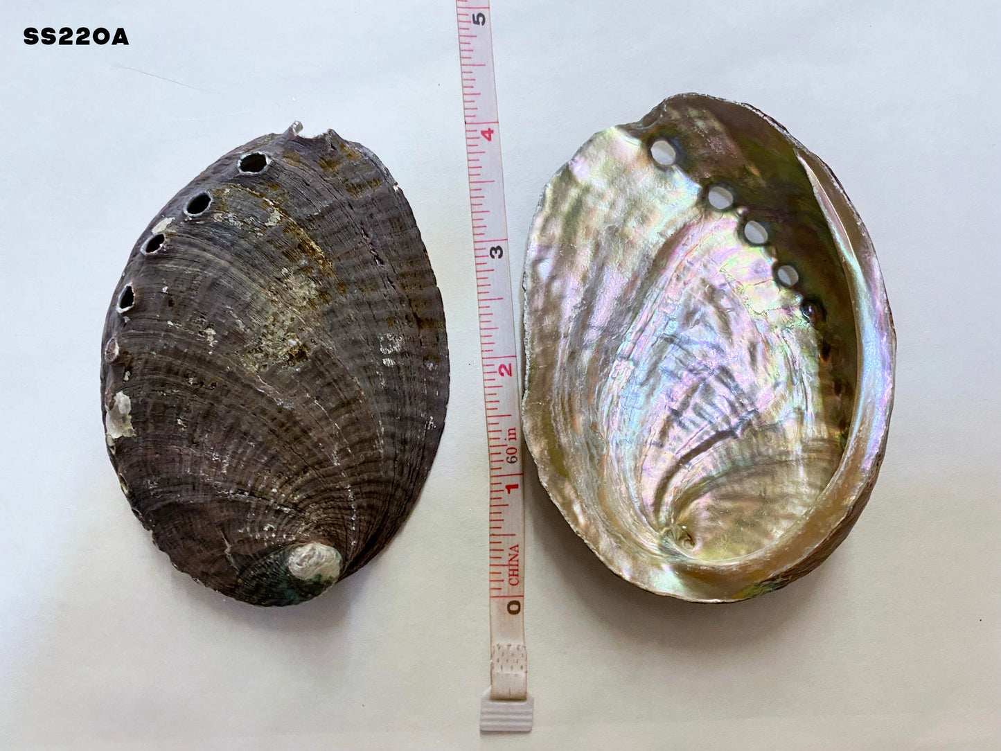 Local Abalone Shell - 3.14+ inch - 8.1-10cm - (Packed 100 per bag) - China - All Natural