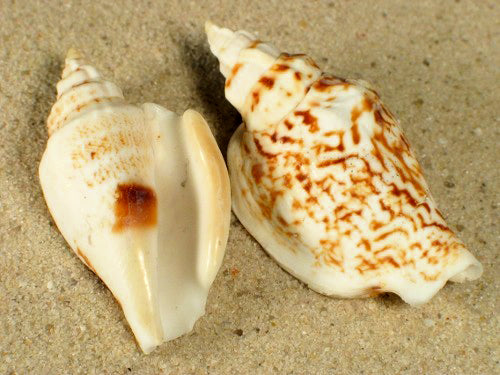 1 KG - Yellow Strombus Variabilis Seashells - 1.5 inch - Philippines