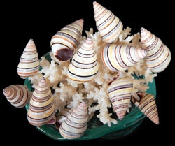 1 KG - Candy Snails - Pyramidella Dolab - 1 - 2 inches - Haiti