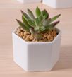 White Plant Pot Hexagon SMALL Size: 7.2 x 6.7 x 4.9 cm / 2.5 inch