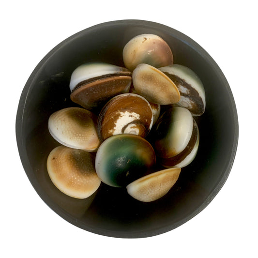 Cats Eyes - .75 inch - Shiva Eye Shell