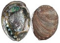 Green Abalone - 4.5 inch + Approx. 11.5 - 12.6 cm width- Haliotis Fulgens - Mexico