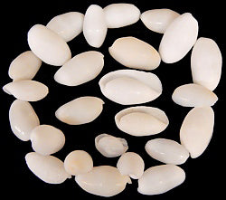 1 KG - Tumbled White Bubble Shells - 0.5 - 1 inch