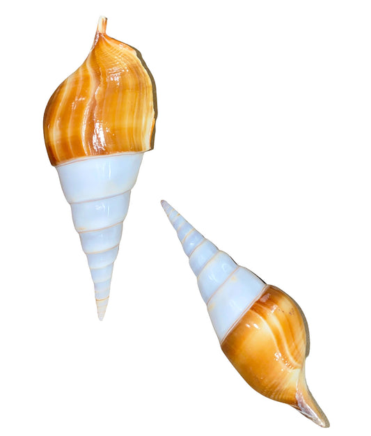 Tibia Insula Shell - 5 inch - Thailand - NEW921