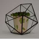 Half Ball Glass Terrarium 15 x 15 x 15 cm