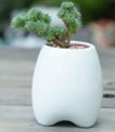 White Plant Pot Tall Tooth Size: 6.2 x 8.2 x 9.4 cm
