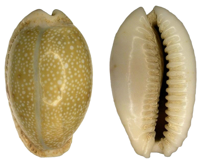 Cypraea Erosa - Cowry - Cowries - Philippines