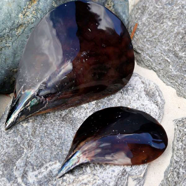 Polished Pen Shells - 10 x 5.5 inches