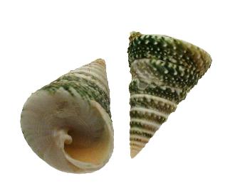 Elongated Green Treseliaris Troca - 2 inches - Philippines