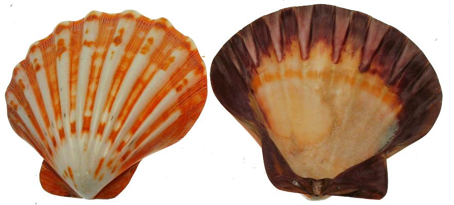 Natural Orange Lions Paw Halves - 5 + inches - Scallop Shell - Philippines