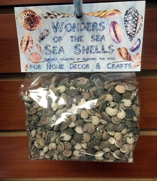 Wonders Of The Sea -  Grey Umbonium Shells - 3/8 - 1 inch