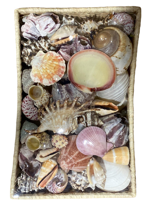 Rectangular Basket Shell Pack Assorted Seashells 1.5 to 3 inch Size - Basket Size 11.5 x 7.5 x 3 inch - Philippines - Grade C - NEW723