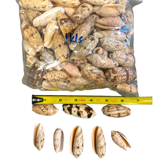 1 KG - Olive Shells - Common Mix - Olividae - Average 1.5 to 2.4 inch - Philippines