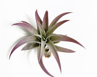 Plagiotropica Tillandsia Purple Tips - 4.5 inch - Enhanced color