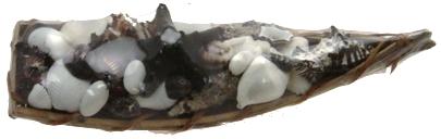 DINGHY SHELL PACK BL & WH SHELLS