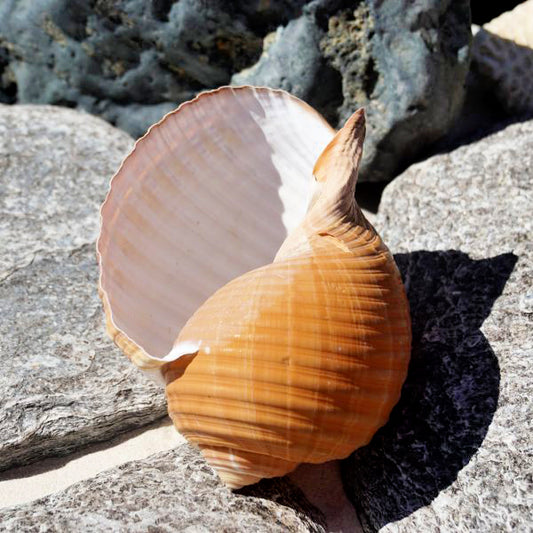 Brown Tonna Galea - 6 - 8 inches