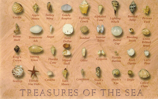 Postcard Only - Treasures of The Sea - Shell ID Card