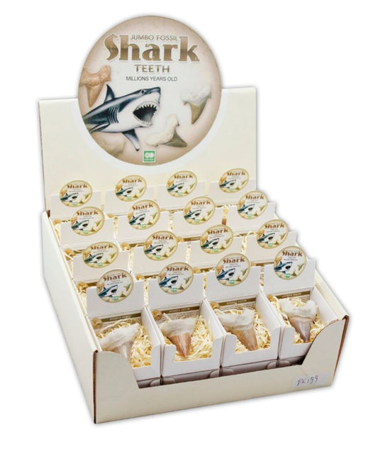 Fossil Shark Tooth 2 inch in Box with Display Box 32 pc