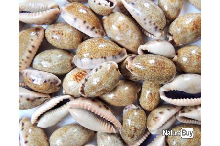 Cypraea Caurica - Caurica Cowrie - 1.5 - 2 inch - Cowries - Philippines